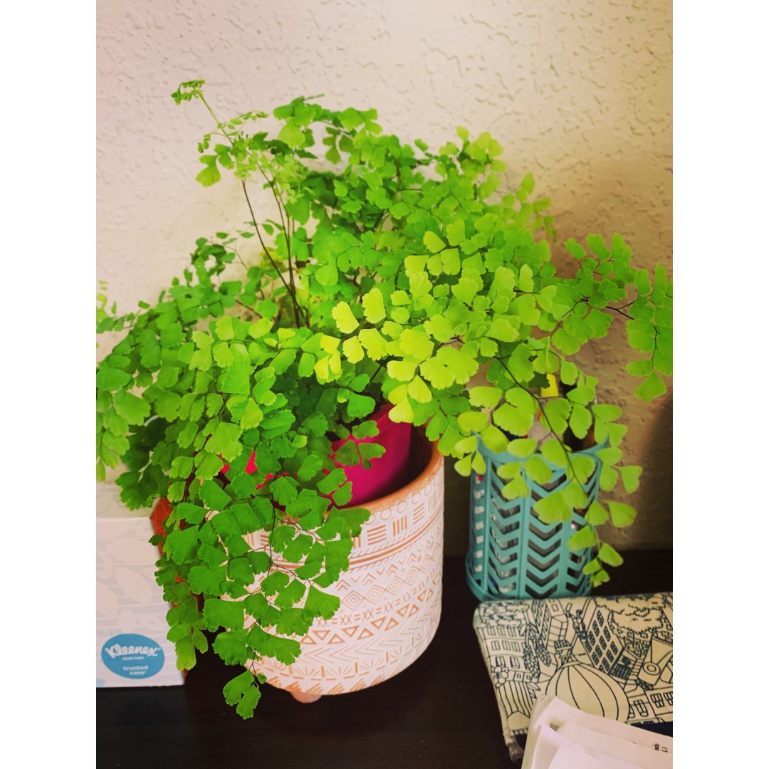 2020maidenhair fern