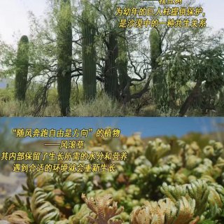 🔥 高分必看｜全球首部沉侵式植物 4K纪...