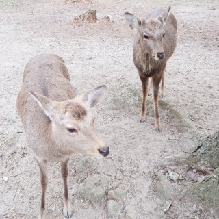 👘奈良和服体验～与小鹿完美合照🦌...
