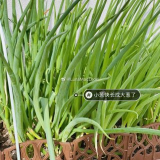 【如何给植物和蔬菜选择肥料｜缓释肥｜液态...