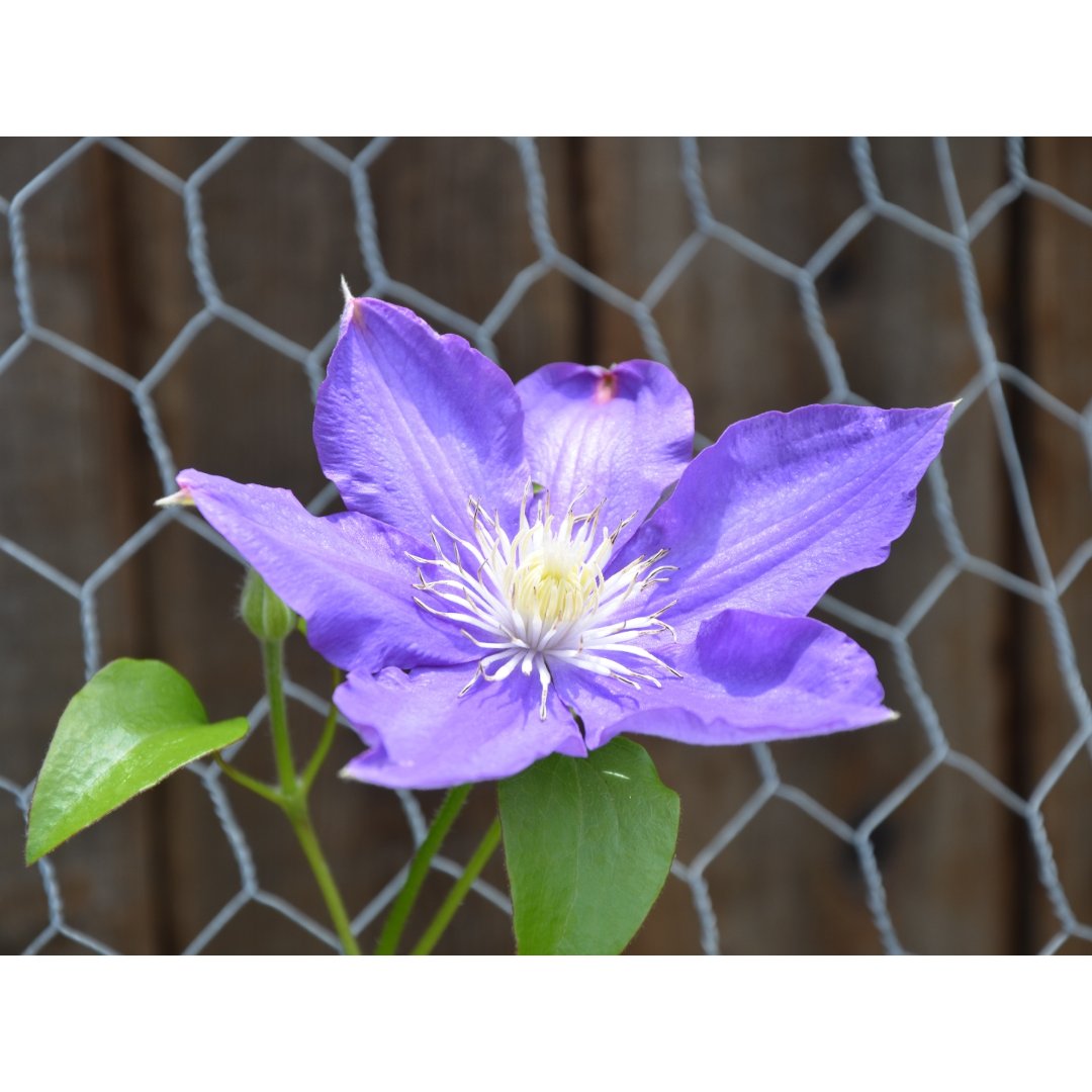 我家的花之五 铁线莲clematis