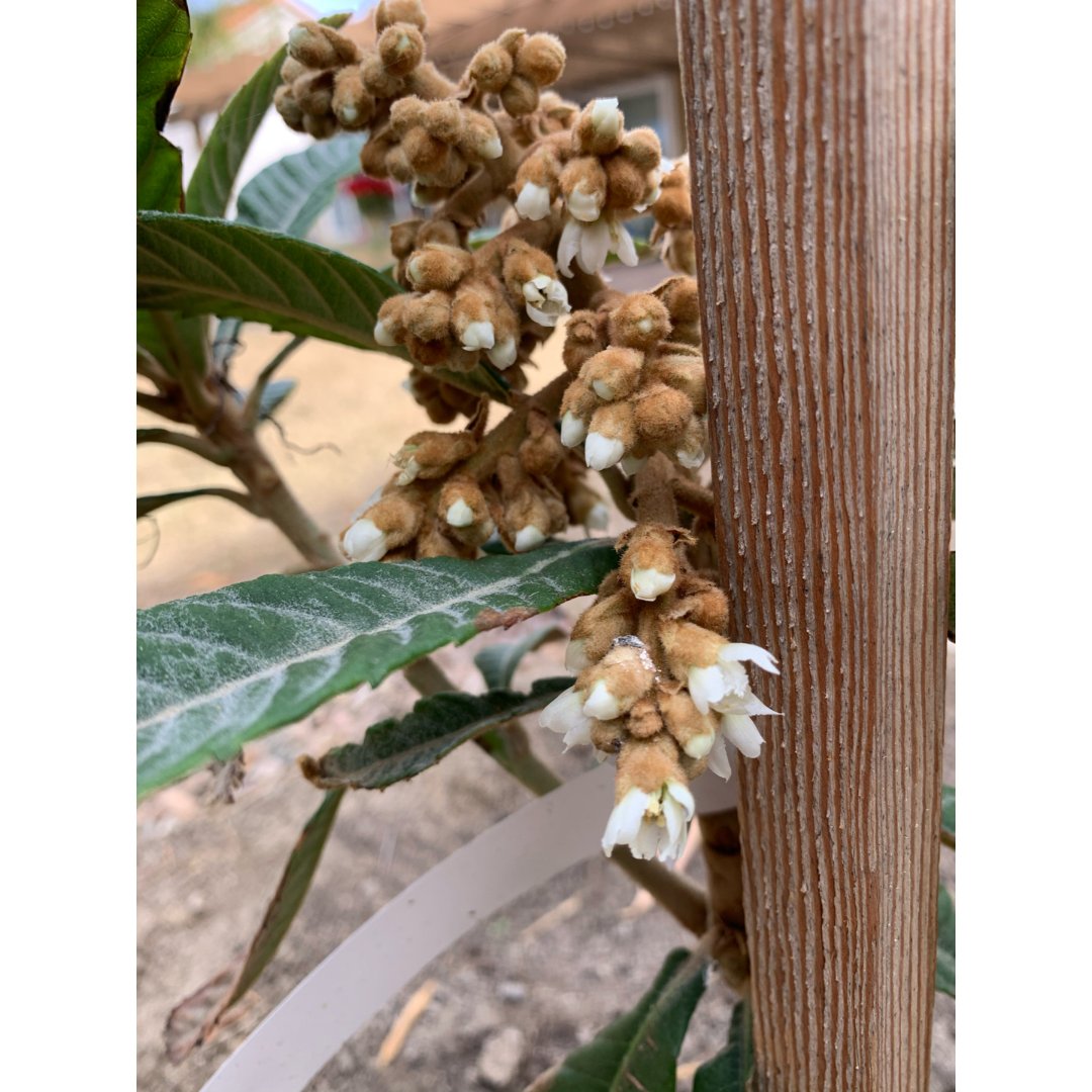 倒计时-13 枇杷树开花