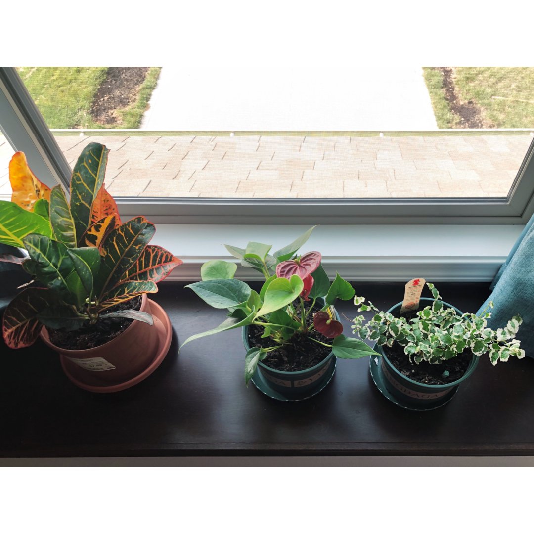 indoor plants