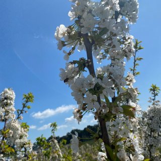 春賞花🌸cherry blossoms...