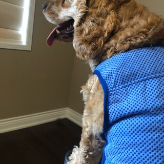 夏日必备防暑降温衣 我家狗子是全世界最好...