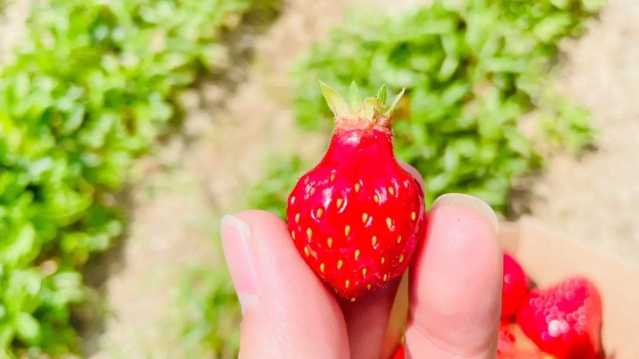热辣夏日的甜蜜收获：与朋友们的草莓摘取之旅