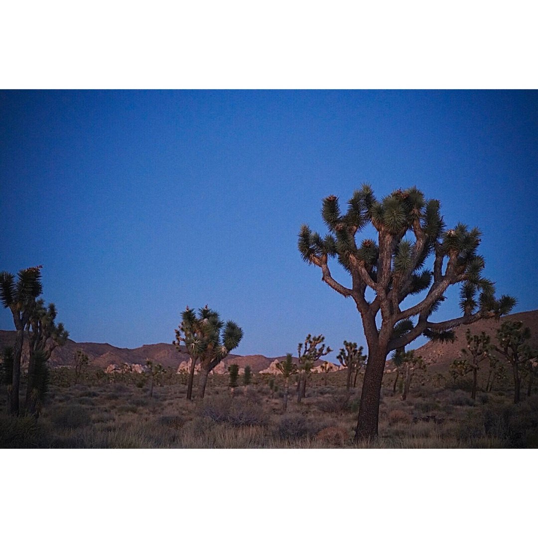 joshua tree 国家公园mini攻略