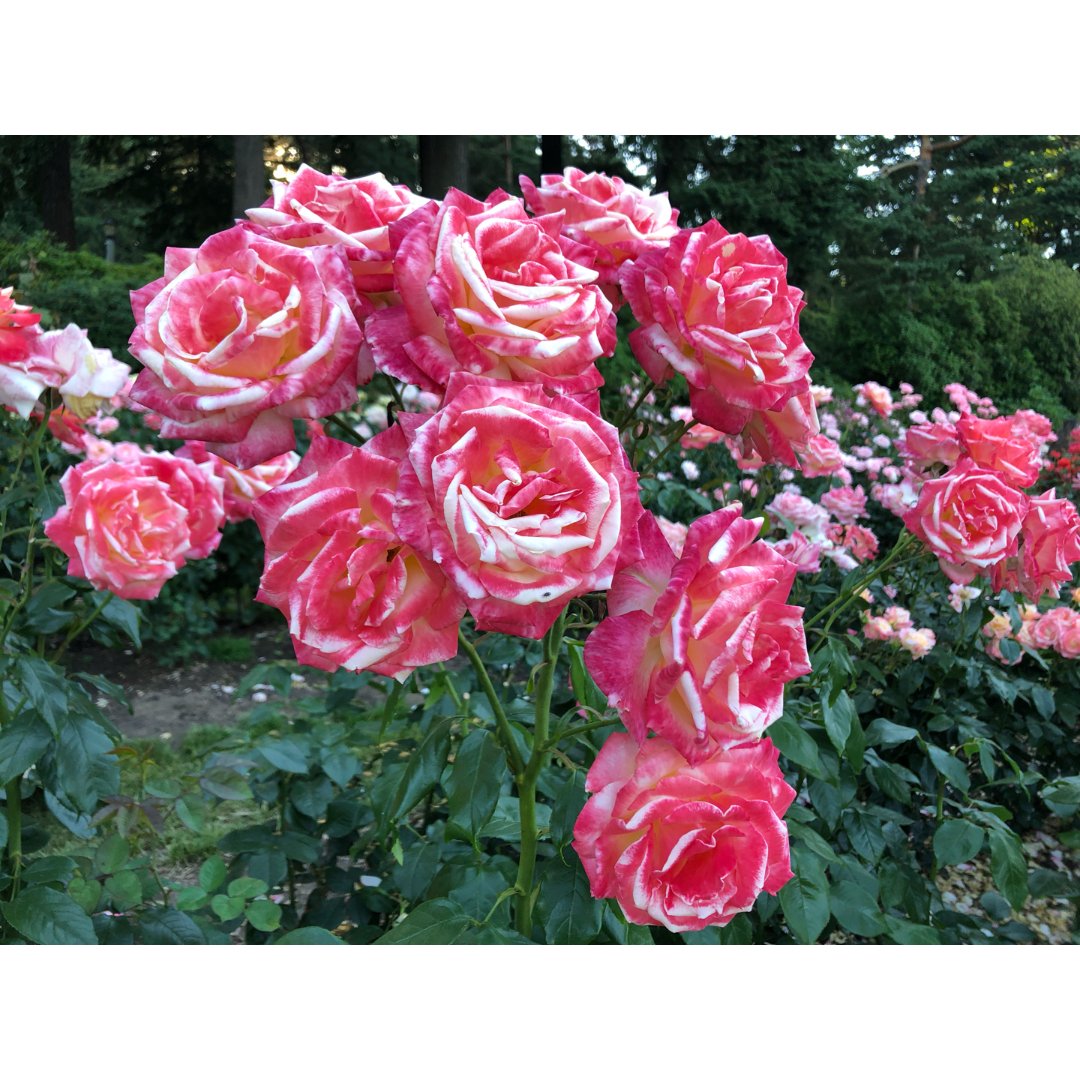 夏日玫瑰之波特兰玫瑰园