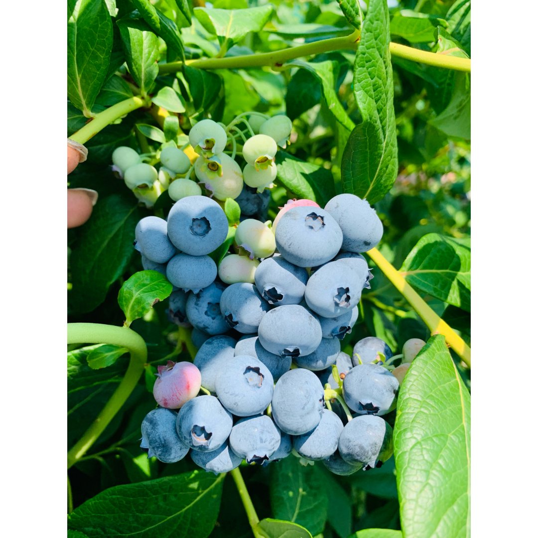 blueberry picking
