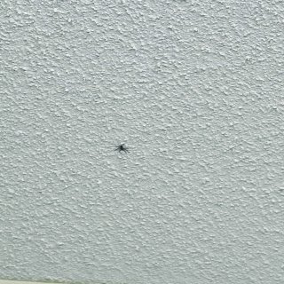 房顶趴了一只特别大的蜘蛛🕷️...
