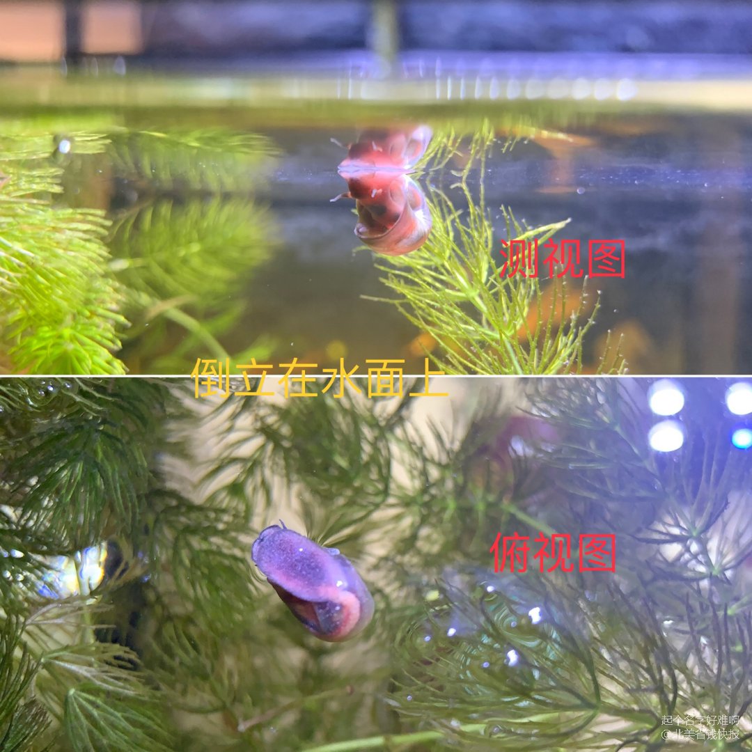 养鱼笔记鱼缸中的蜗牛去还是留