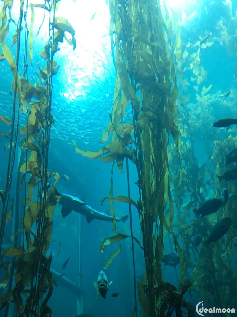 monterey bay aquarium水族馆(中)之绚丽缤纷