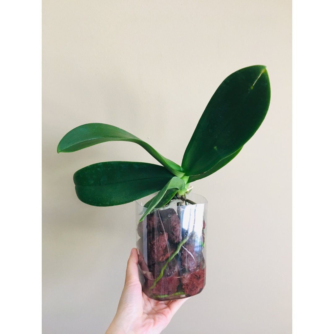 89,蝴蝶兰,keiki,水培植物,$3,phalaenoosis aphrodite