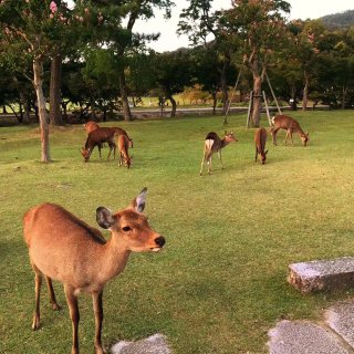 奈良公园🦌 打卡喂小鹿...