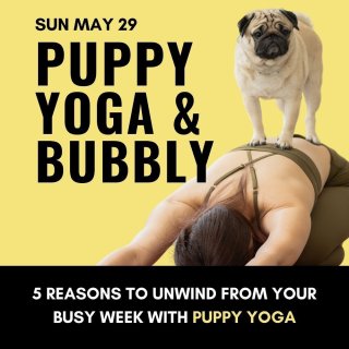 想过和自己的小狗狗🐶一起瑜伽吗？周末来试...