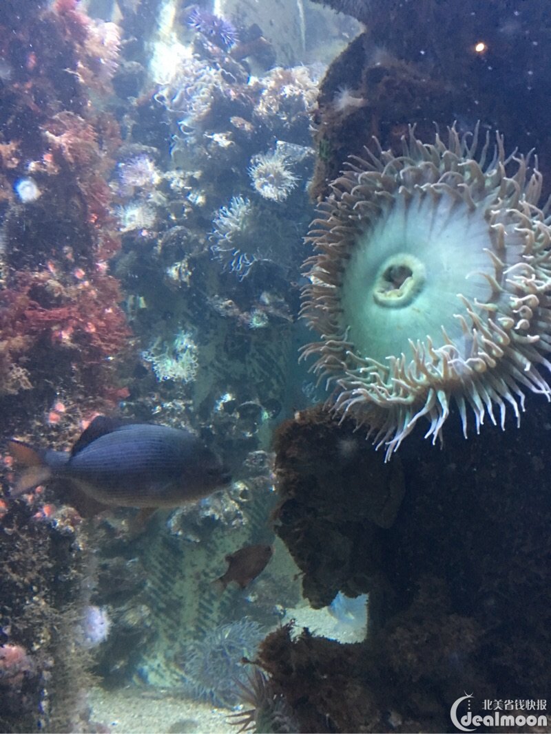 monterey bay aquarium水族馆(中)之绚丽缤纷