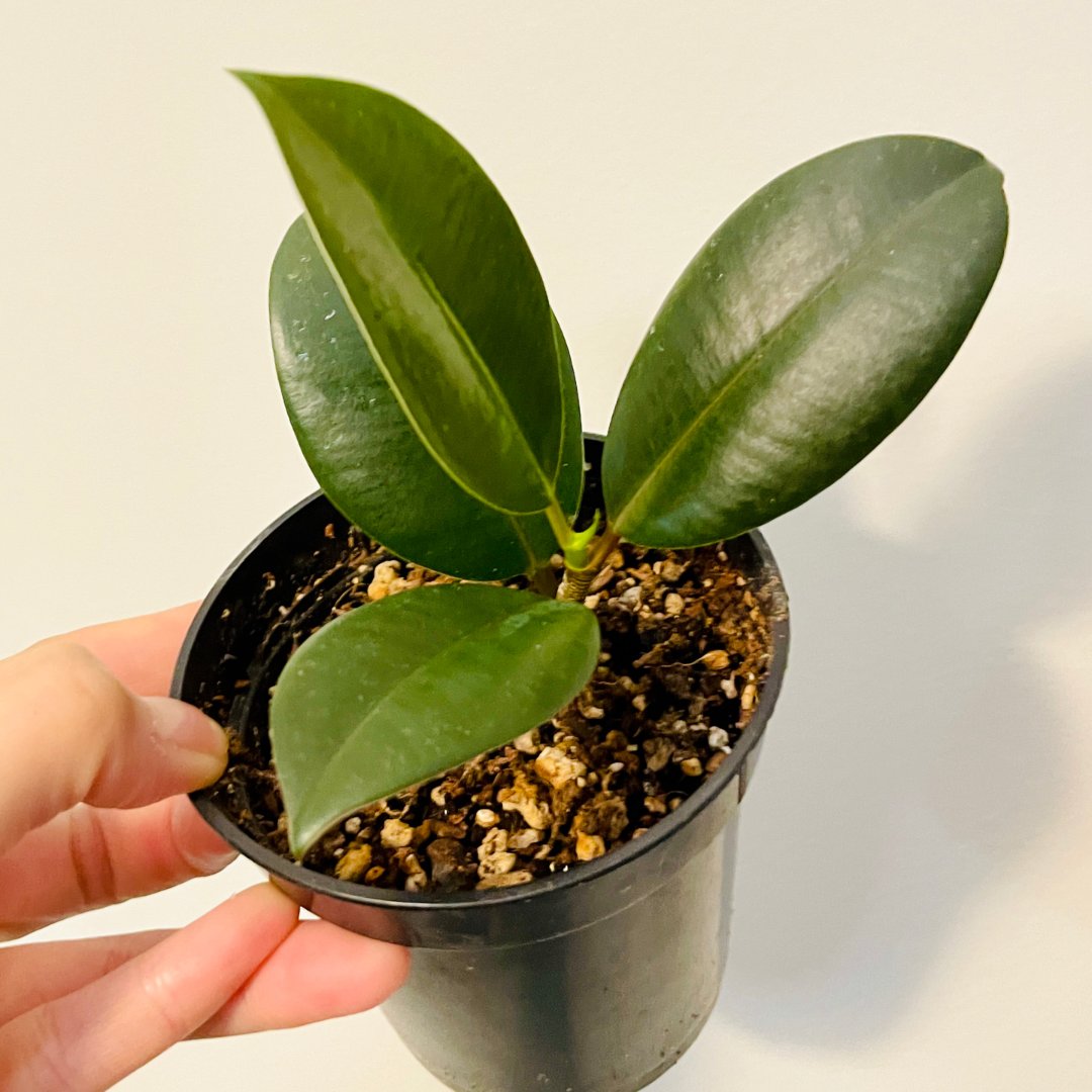 rubber plant 小苗