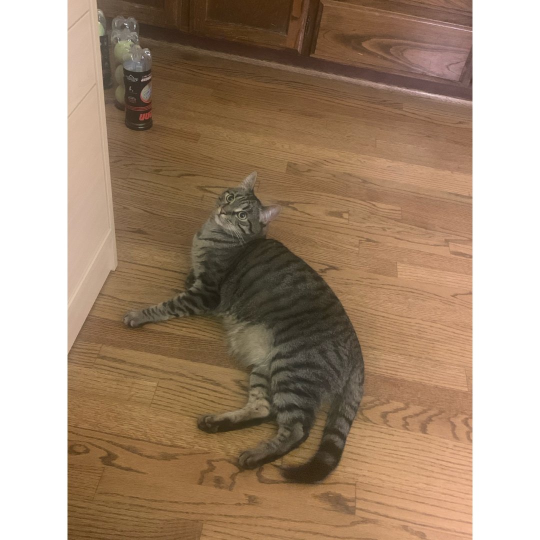 可爱的大肥猫