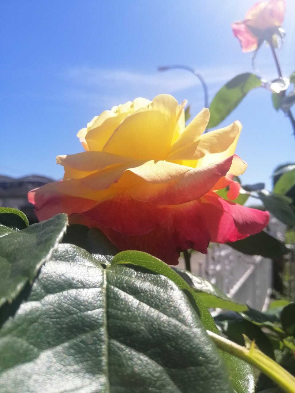 夏日的玫瑰