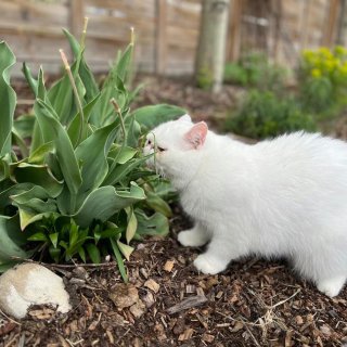 猫猫➕鲜花💐