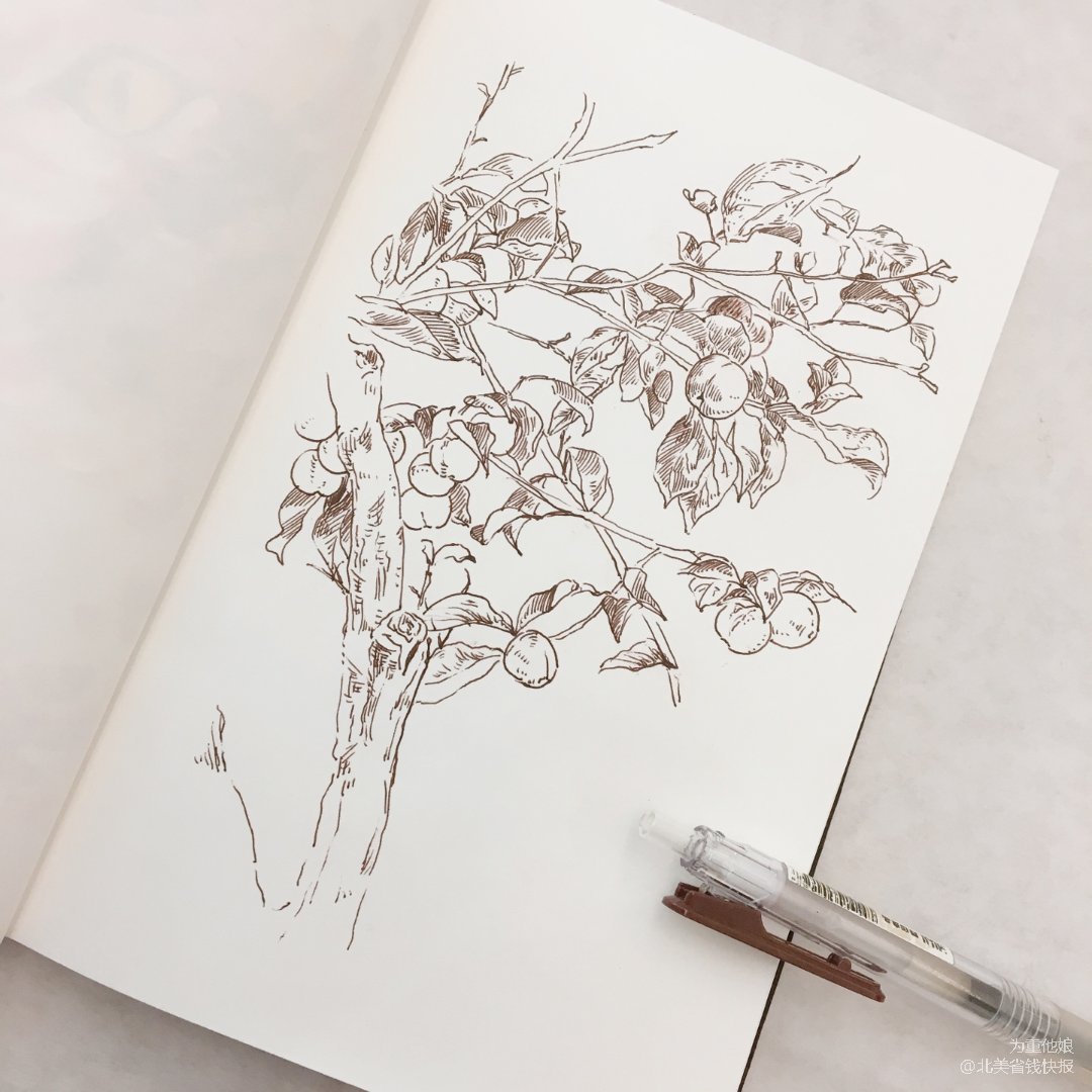 这是一棵柿子树画画速写本