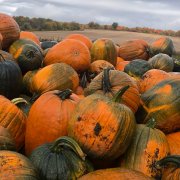 Pingle's Farm Market