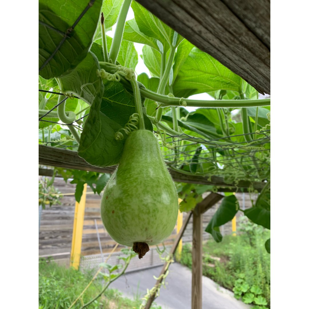 燃烧吧盛夏(葫芦瓜)
