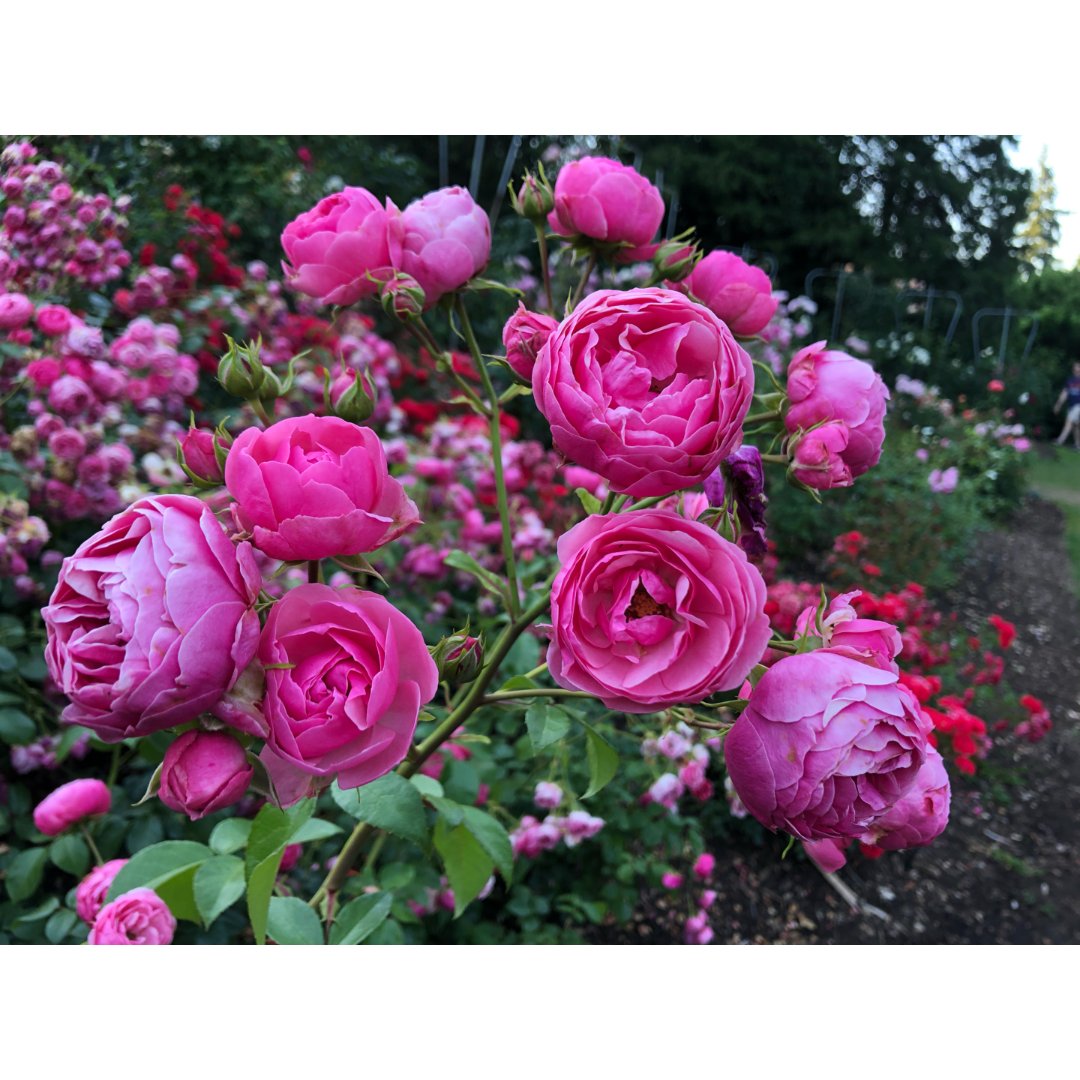 夏日玫瑰之波特兰玫瑰园