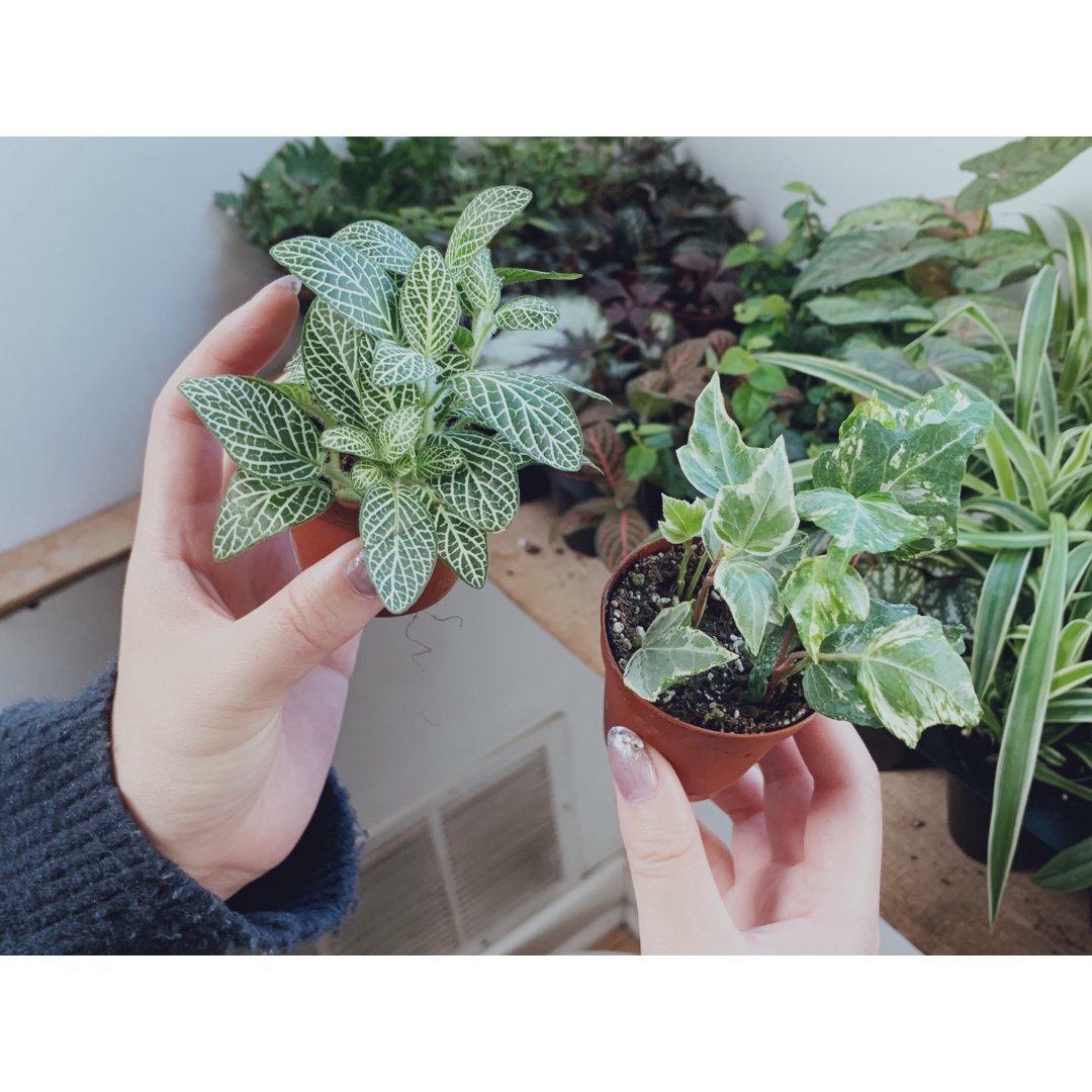 【植物|indoor】新入的tray 和 小可爱"老鼠草"