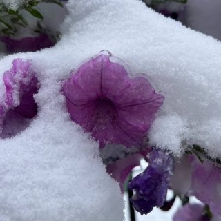 卡尔加里的第一场雪❄️...