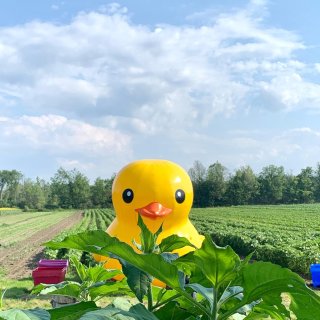 唯一一个拥有大黄鸭的🌻向日葵农场！拍照好...
