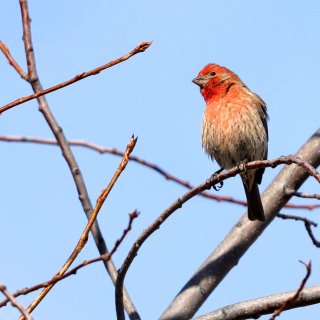 红鸟