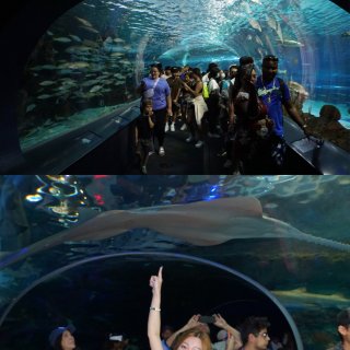 【多伦多】一天游景点推荐📍北美最大水族馆...