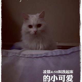 又要去温哥华接猫咪🐱...