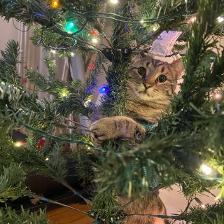 新年心愿·猫树