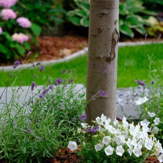 6月花期月季小庭院｜月季 芍药 绣球 铁...