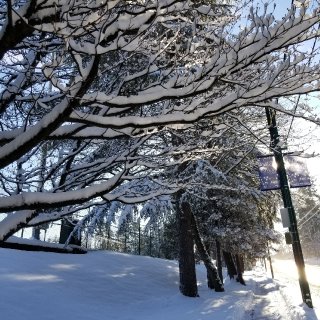 圣诞和新年期间温哥华的雪...