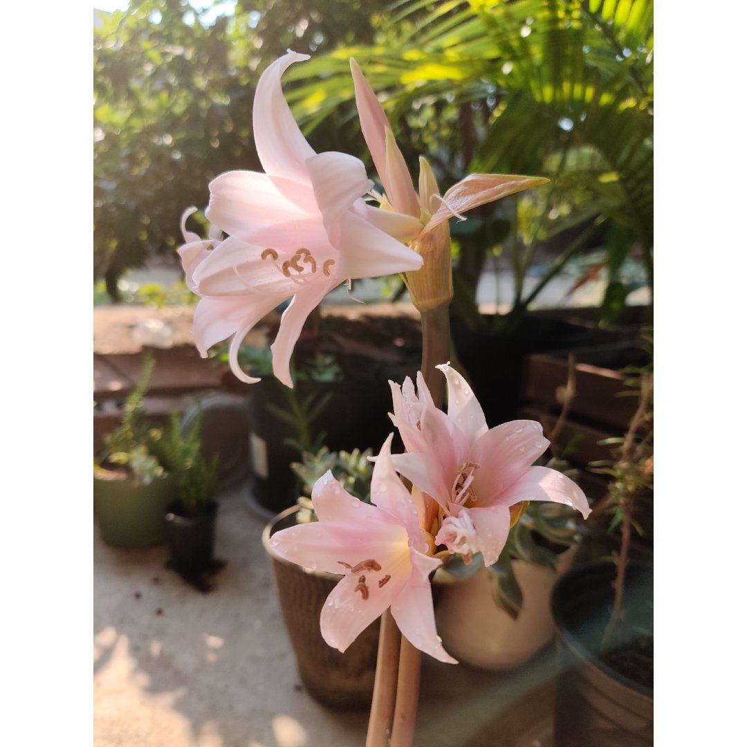 粉色系百合花