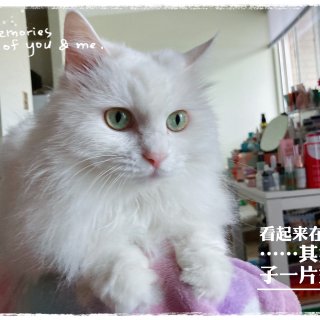 又要去温哥华接猫咪🐱...