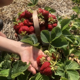 安大略农场的采摘草莓季🍓即将开始！...