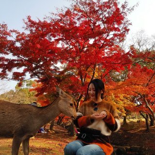 奈良公园的枫叶太美了！枫叶色穿搭🍁...