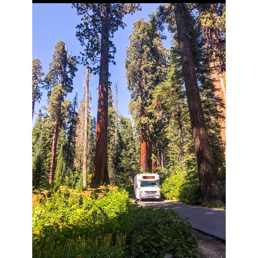 加州红杉sequoianationalpark2