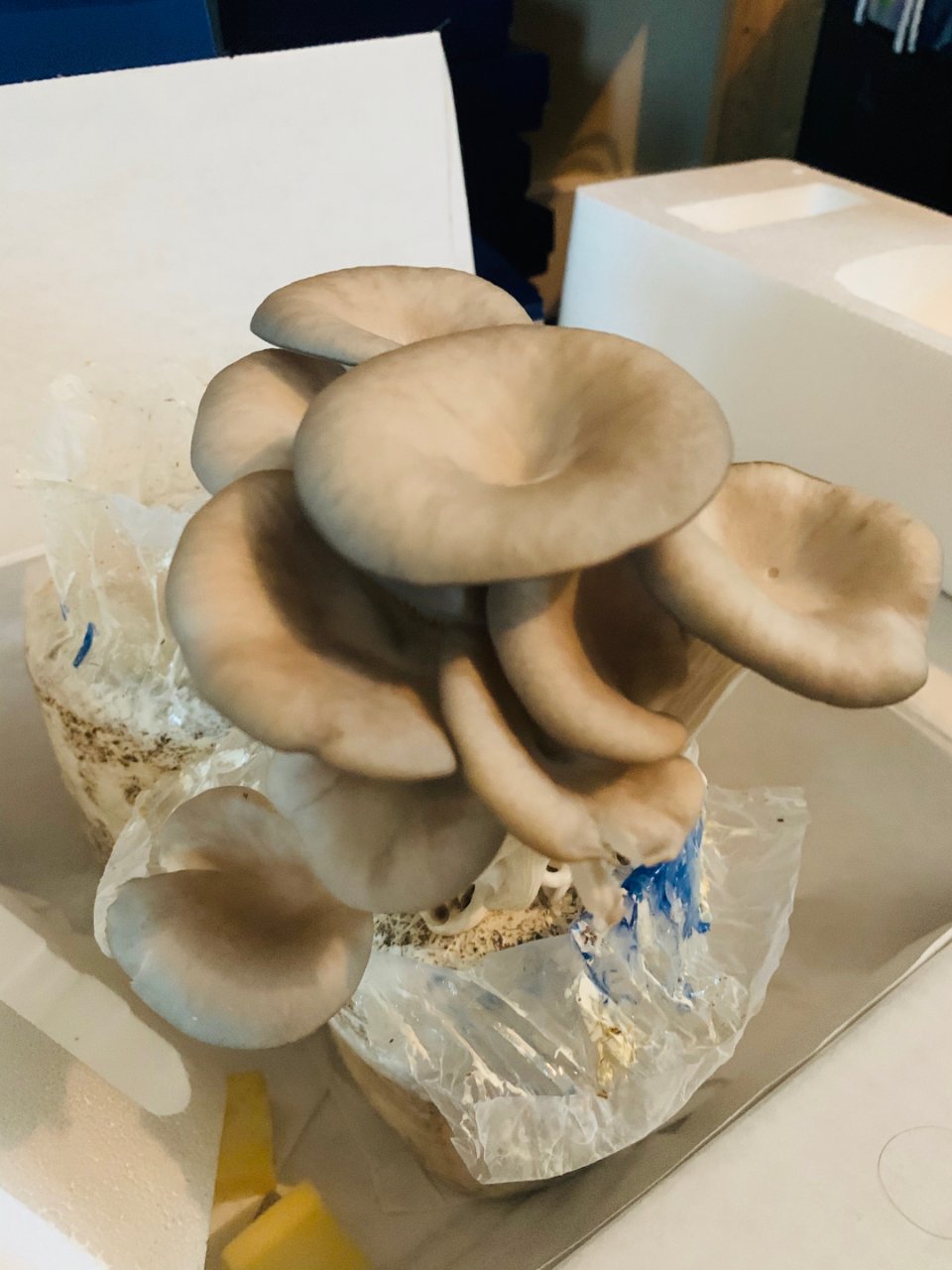 蘑菇太空包,宅家买买买