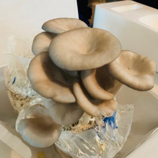 蘑菇太空包,宅家买买买