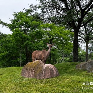 🐾探索多伦多动物园，与孩子共享野生奇遇！...