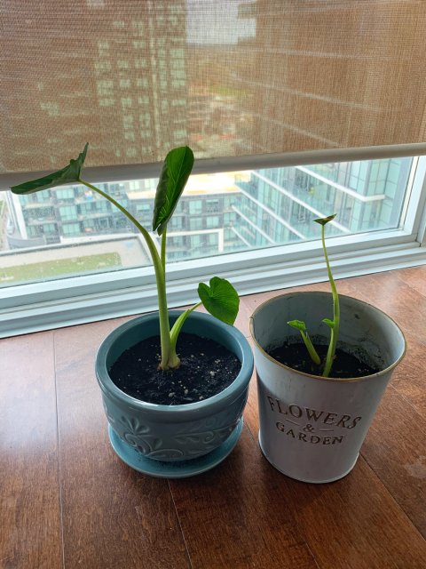 吃不完的水果蔬菜别浪费了，捂捂泡泡还你一片桌面森林