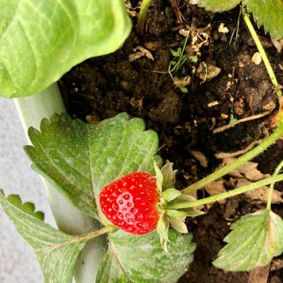阳台上花盆里种草莓...