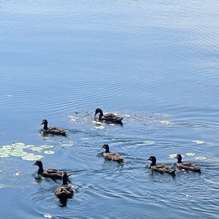 toronto Island🏝️ bbq...