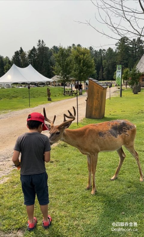 Parc Oméga野生动物园：近距离接触大自然的奇妙体验🦌🚗