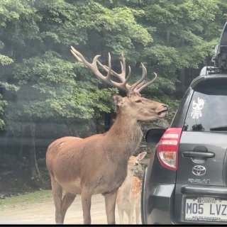 Parc Oméga野生动物园：近距离接...